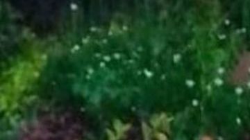 Nazaret Bautista Lara