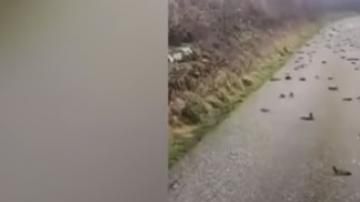 Aparecen 300 aves muertas en Gales.