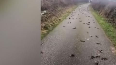 Aparecen 300 aves muertas en Gales.