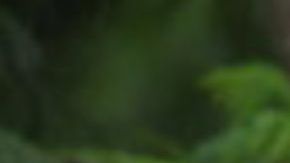 Patty Perry y sus tigres.