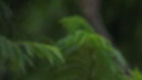 Patty Perry y sus tigres.