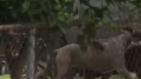 Oficiales encontraron a la víctima con marcas de mordida.