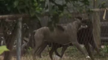 Oficiales encontraron a la víctima con marcas de mordida.