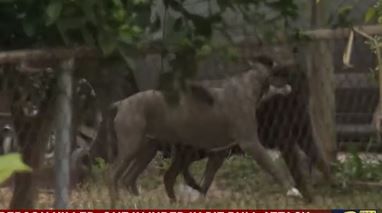 Oficiales encontraron a la víctima con marcas de mordida.