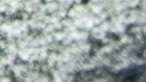 Las ratas y ratones pueden convertirse en toda una plaga indeseable por su rápida reproducción.