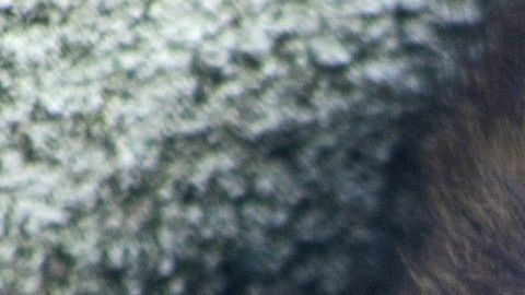 Las ratas y ratones pueden convertirse en toda una plaga indeseable por su rápida reproducción.