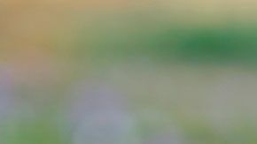 También creó un sitio web para informar a la gente sobre su búsqueda.