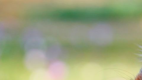 También creó un sitio web para informar a la gente sobre su búsqueda.