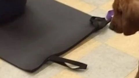 Pilates con perritos.