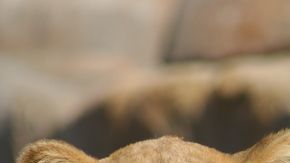 Aquí no hay león que valga.