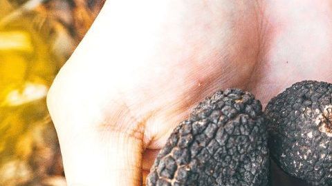 shutterstock_1210147498