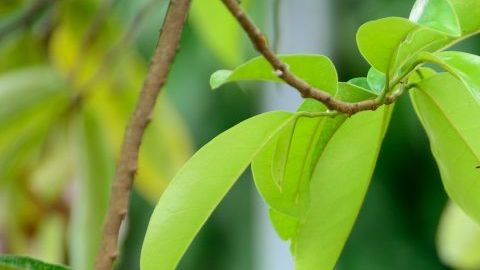 shutterstock_132154739