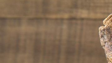 shutterstock_504959770