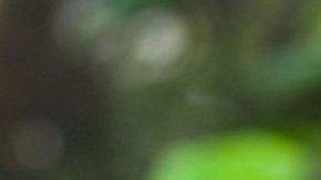 shutterstock_554780026