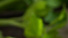 shutterstock_560830615