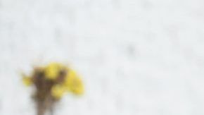 shutterstock_705668263