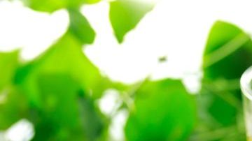 Se recomienda la ingesta de 75 gramos de limón congelado, para obtener sus beneficios nutricionales y medicinales en su totalidad.