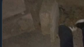 Sicarios del narco matan a policía por la espalda y frente a su esposa