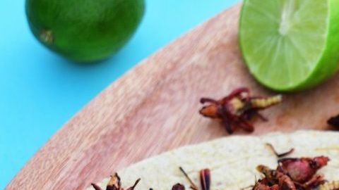 squably tacos with lemon