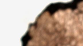 Su difícil recolección es uno de los motivos de su alto precio.