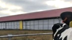 En las primeras pruebas se han obtenido buenos resultados.