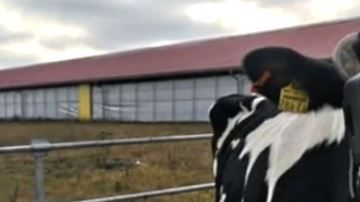 En las primeras pruebas se han obtenido buenos resultados.