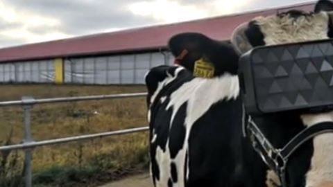En las primeras pruebas se han obtenido buenos resultados.