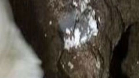 VIDEO: Narcotúnel estilo Chapo Guzmán es hallado por Patrulla Fronteriza en Arizona