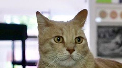 El gato ha sabido adaptarse a sus patas biónicas.