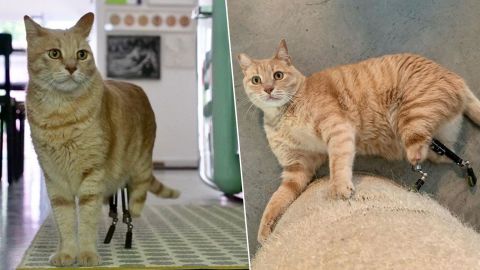 El gato ha sabido adaptarse a sus patas biónicas.