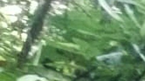 La flor roja con manchas blancas mide 3,6 pies.