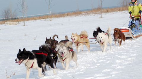 Vive ua aventura polar con perros de trineo en Chicago, junto al Lago Michigan.