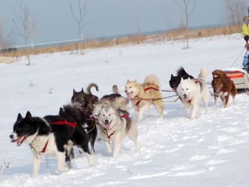 Vive ua aventura polar con perros de trineo en Chicago, junto al Lago Michigan.