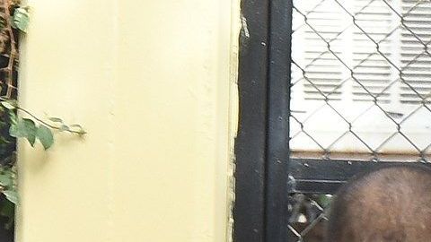 Expertos consideran que el gobernador se precipitó al decir que un videojuego inspiró al menor.