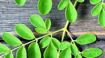 El extracto de hojas de moringa se destaca por sus propiedades antiinflamatorias, antibcaterianas e hipoglucemiantes.