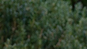 El presidente Donald Trump.