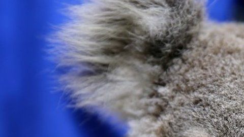 Los incendios han sido particularmente trágicos para los koalas.