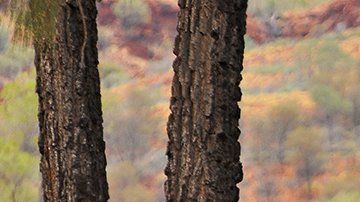 Los camellos fueron traídos a Australia en el siglo XIX.