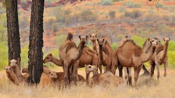 Los camellos fueron traídos a Australia en el siglo XIX.