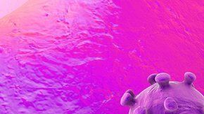 Antes de este, se conocían seis coronavirus que podían infectar al ser humano.