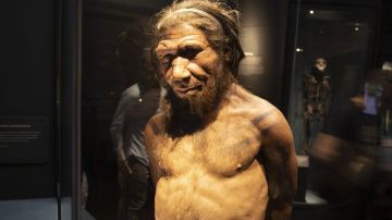Los nuevos hallazgos arrojan una luz diferente sobre los neandertales.