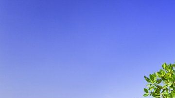 Los depósitos de carbono azul son clave para la salud del planeta.