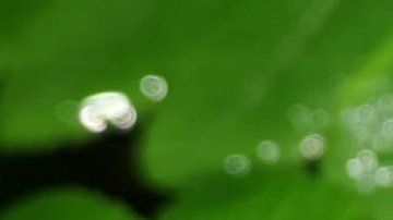 Las tres ranas fueron encontradas en un parque nacional en Bolivia.