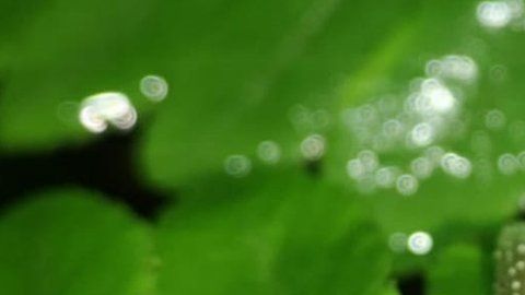 Las tres ranas fueron encontradas en un parque nacional en Bolivia.