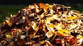 1572610476255-fall-foliage-4578752_1280