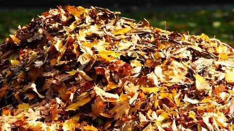 1572610476255-fall-foliage-4578752_1280