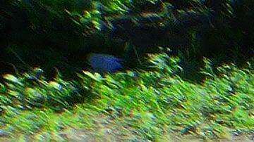 Deslizamiento lateral a lo largo de una carretera en Ponce, Puerto Rico.