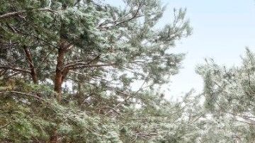 Chevrolet Silverado 1500 con motor diesel de seis cilindros