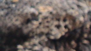 Diego, la tortuga gigante de la Isla Española, procreó unas 800 tortuguitas.