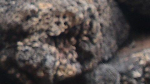 Diego, la tortuga gigante de la Isla Española, procreó unas 800 tortuguitas.